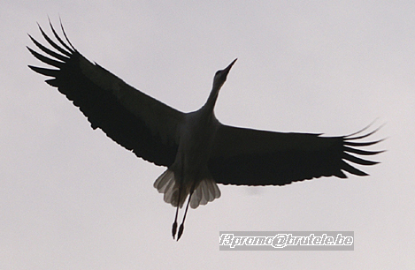 Flight of Cigognas